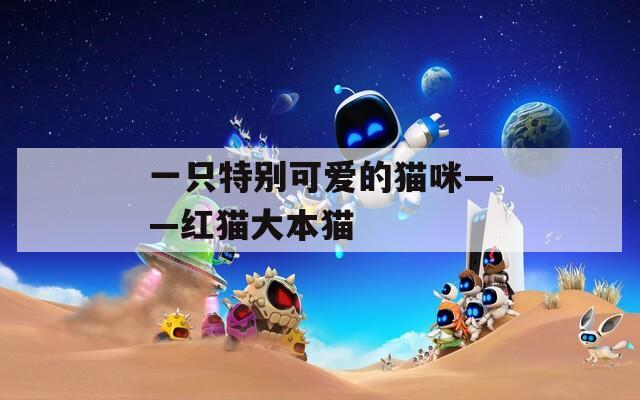 一只特别可爱的猫咪——红猫大本猫